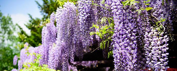 里見香奈 Vs 室谷由紀 第24期倉敷藤花戦三番勝負の展望 将棋コラム 日本将棋連盟