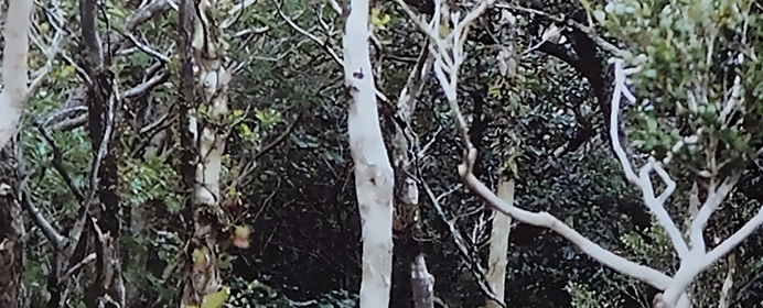 『前田九段の毒にも薬にも......』その１「御蔵島」