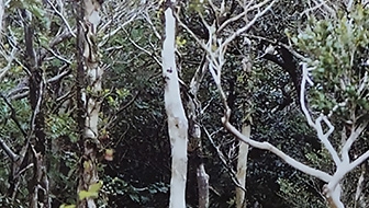 『前田九段の毒にも薬にも......』その１「御蔵島」